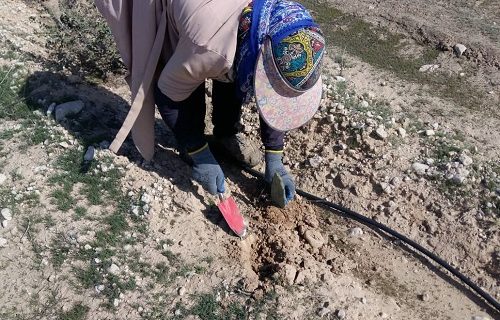 خرید نهال کاکتوس میوه دار