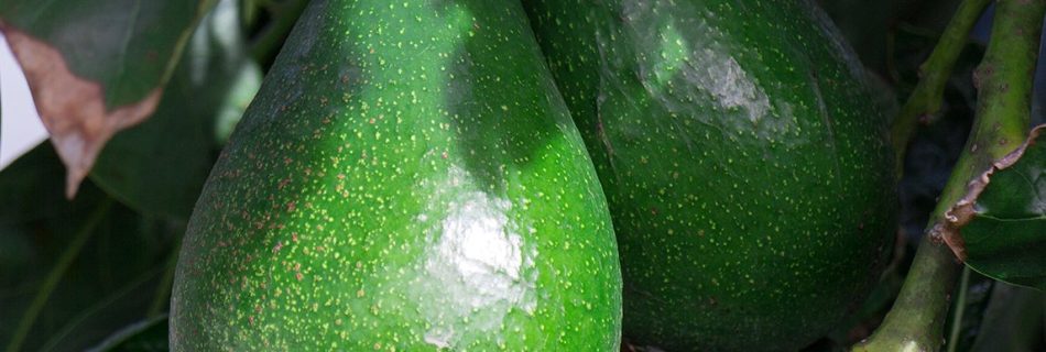 قیمت نهال اووکادو در ساری