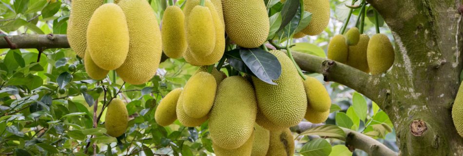 خرید نهال جک فروت