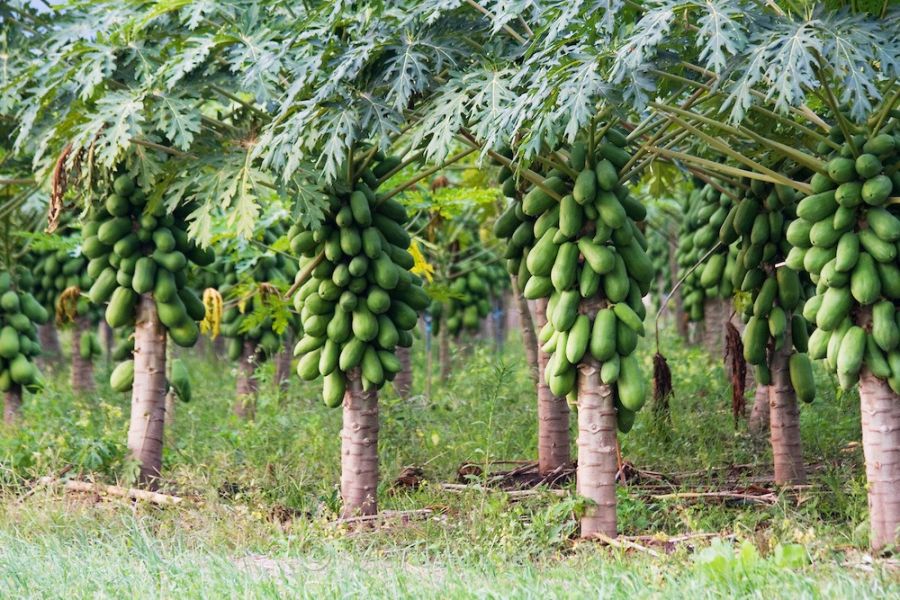 قیمت عمده نهال پاپایا