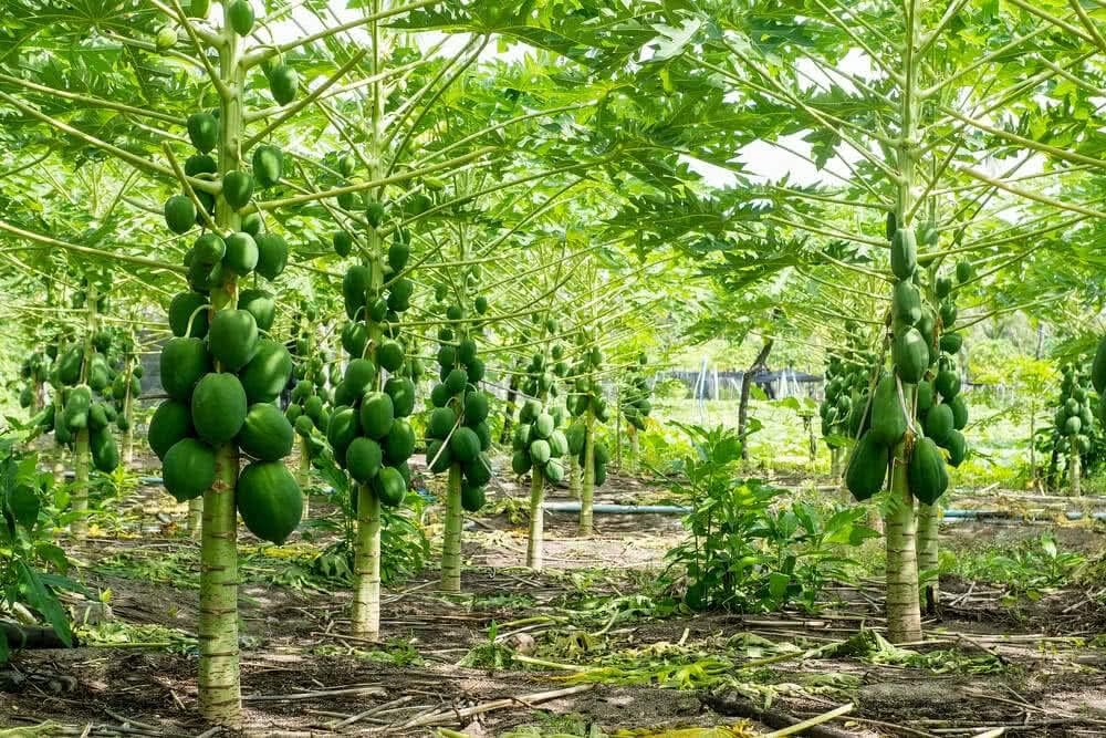 قیمت عمده نهال پاپایا