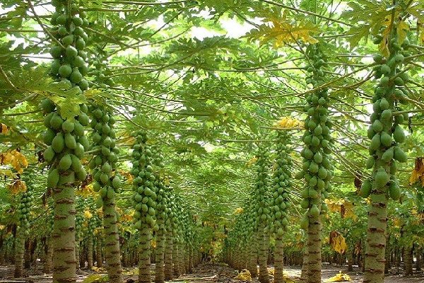 قیمت عمده نهال پاپایا