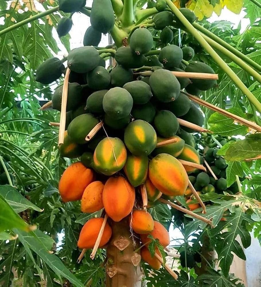 قیمت عمده نهال پاپایا