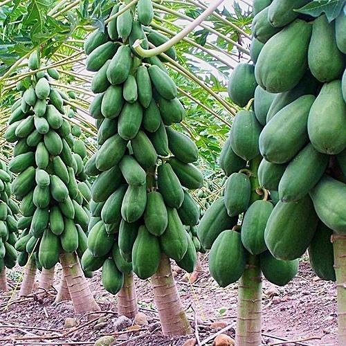قیمت عمده نهال پاپایا