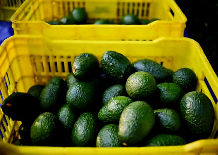 قیمت نهال آووکادو