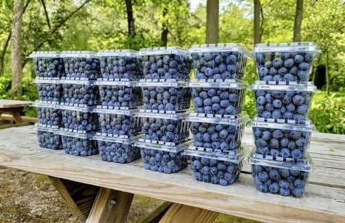 قیمت عمده نهال بلوبری میوه دار