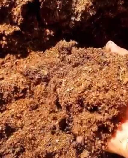 فروش نهال بلوبری در گیلان