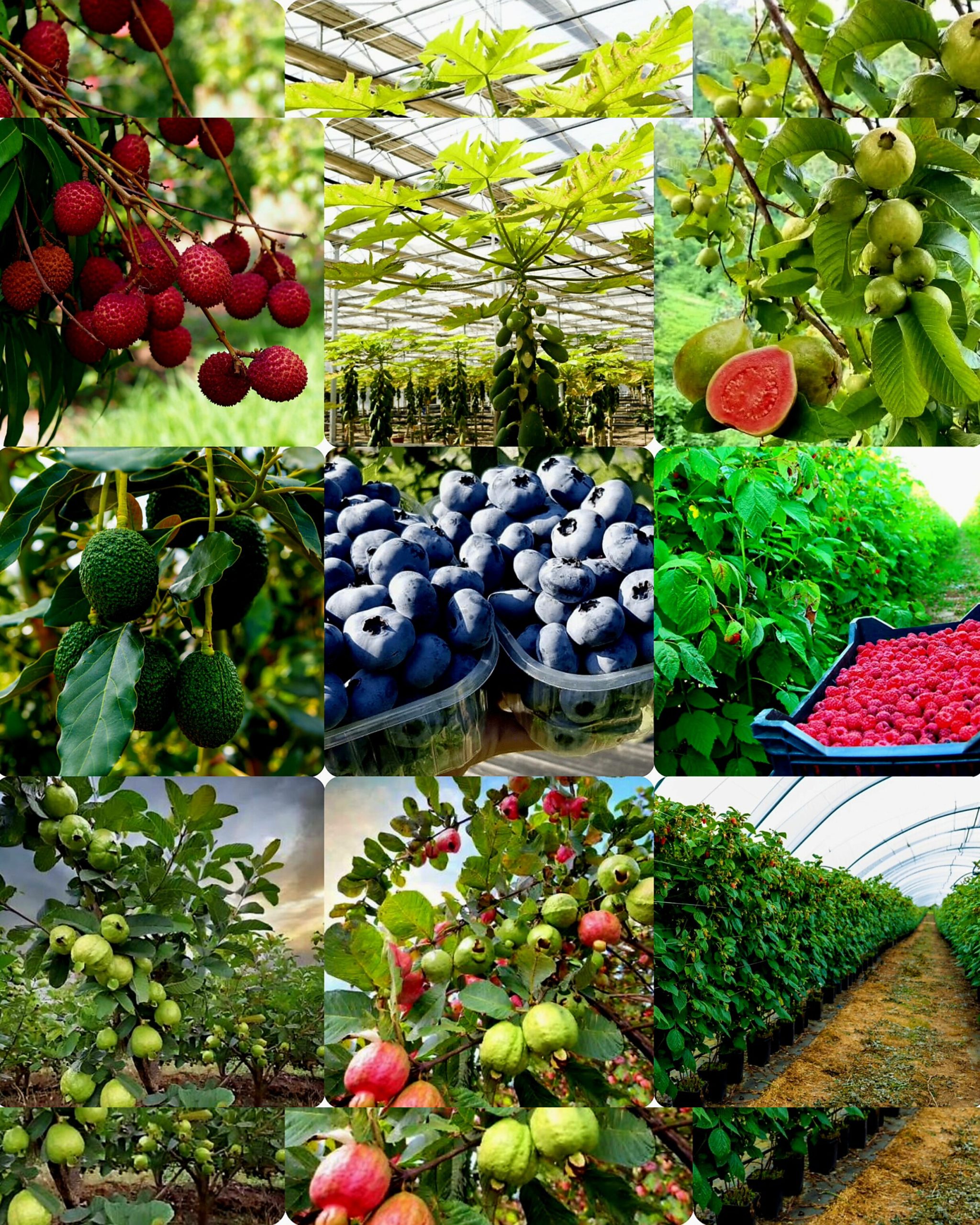 فروش عمده بلوبری جامبو