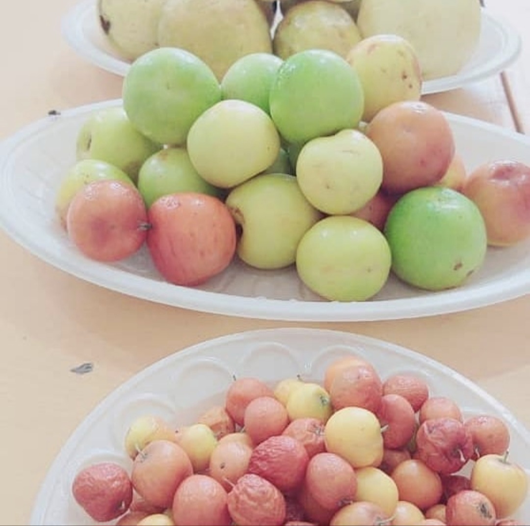 فروش نهال کنار بدون هسته