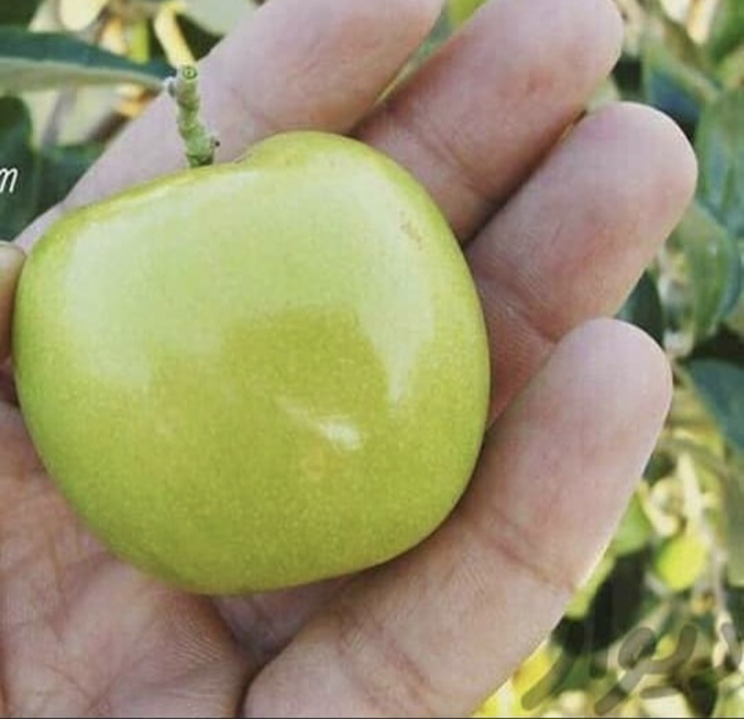 خرید نهال کنار پیوندی