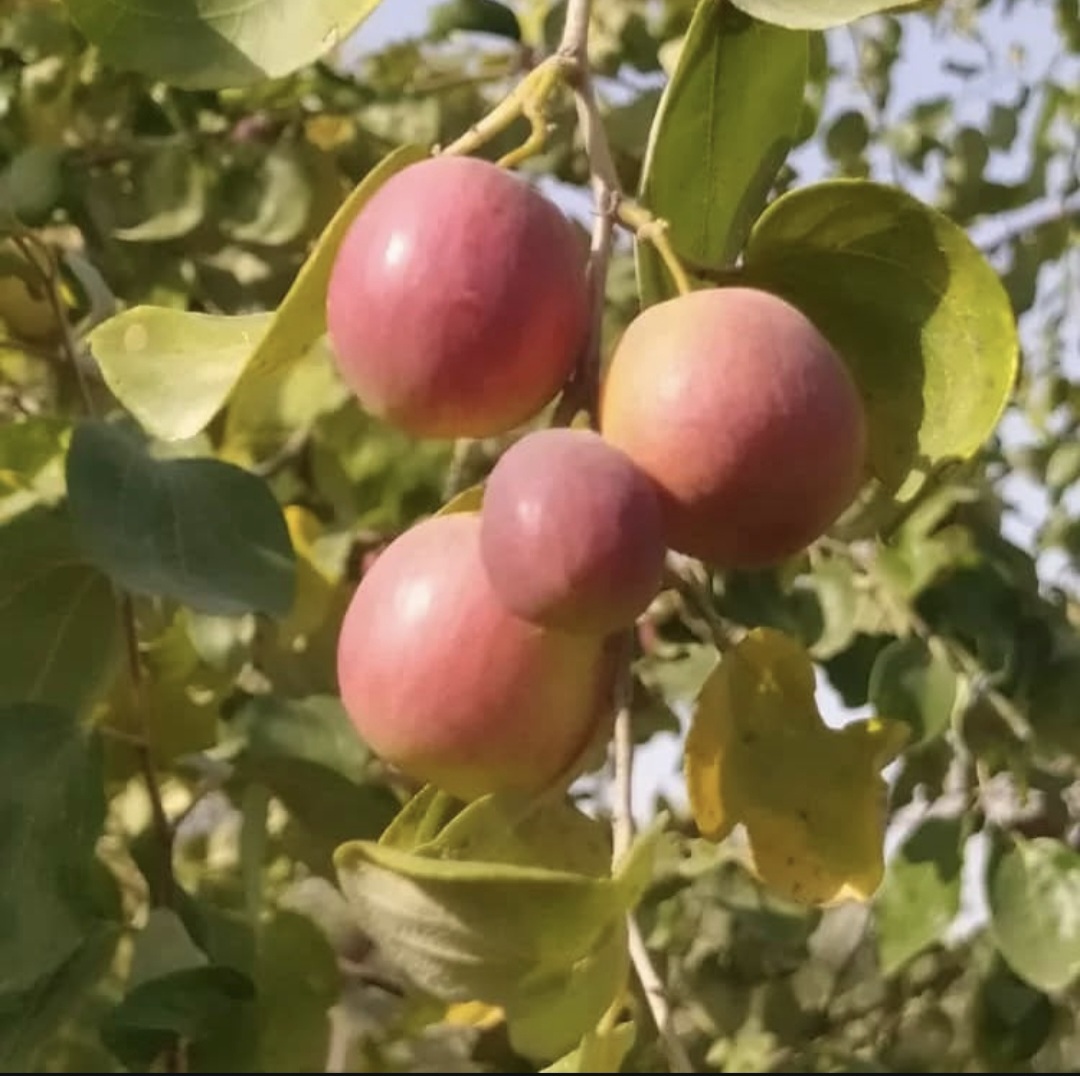 فروش نهال کنار پیوندی