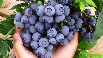 قیمت عمده بلوبری