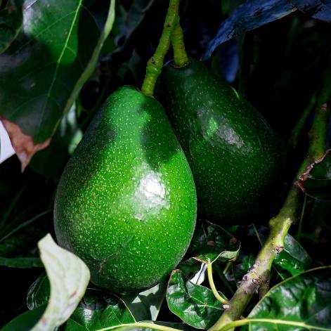 انواع نهال آووکادو پیوندی