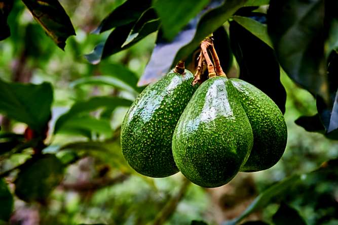 نهال آووکادو پیوندی