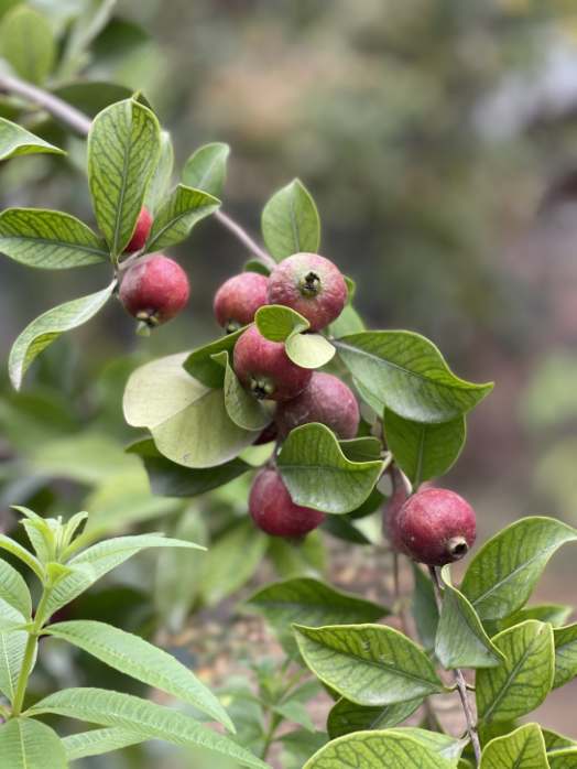 خرید نهال گواوا