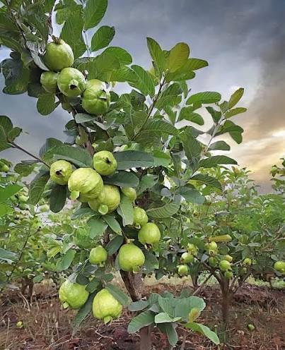 قیمت نهال گواوا