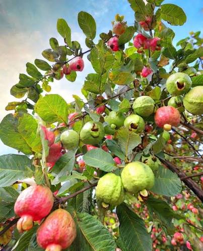 خرید نهال گواوا