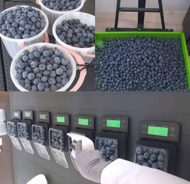 فروش عمده نهال بلوبری میوه دار