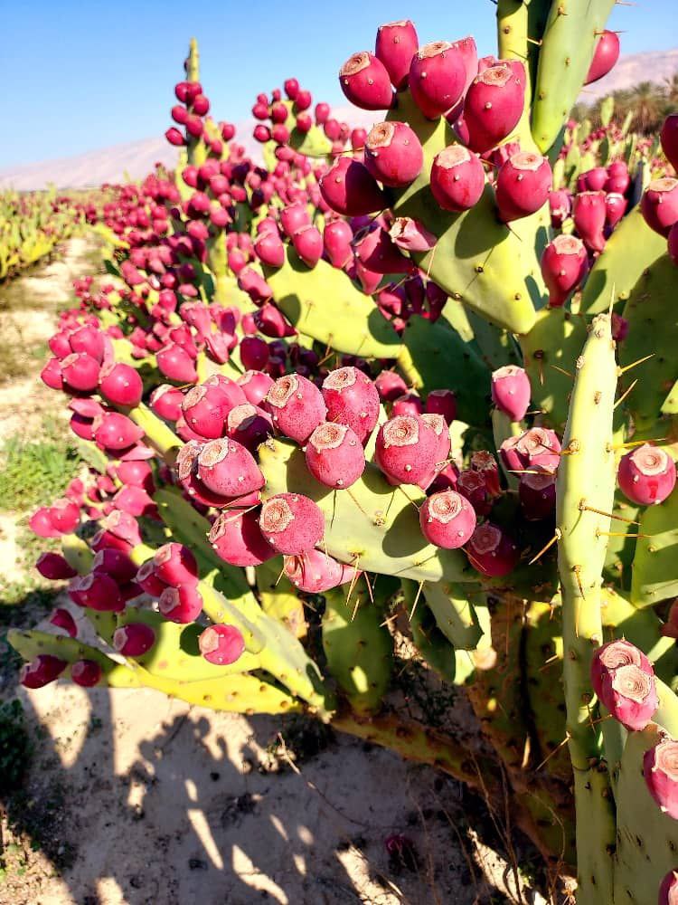 فروش نهال کاکتوس میوه ده