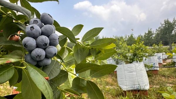 فروش عمده بلوبری