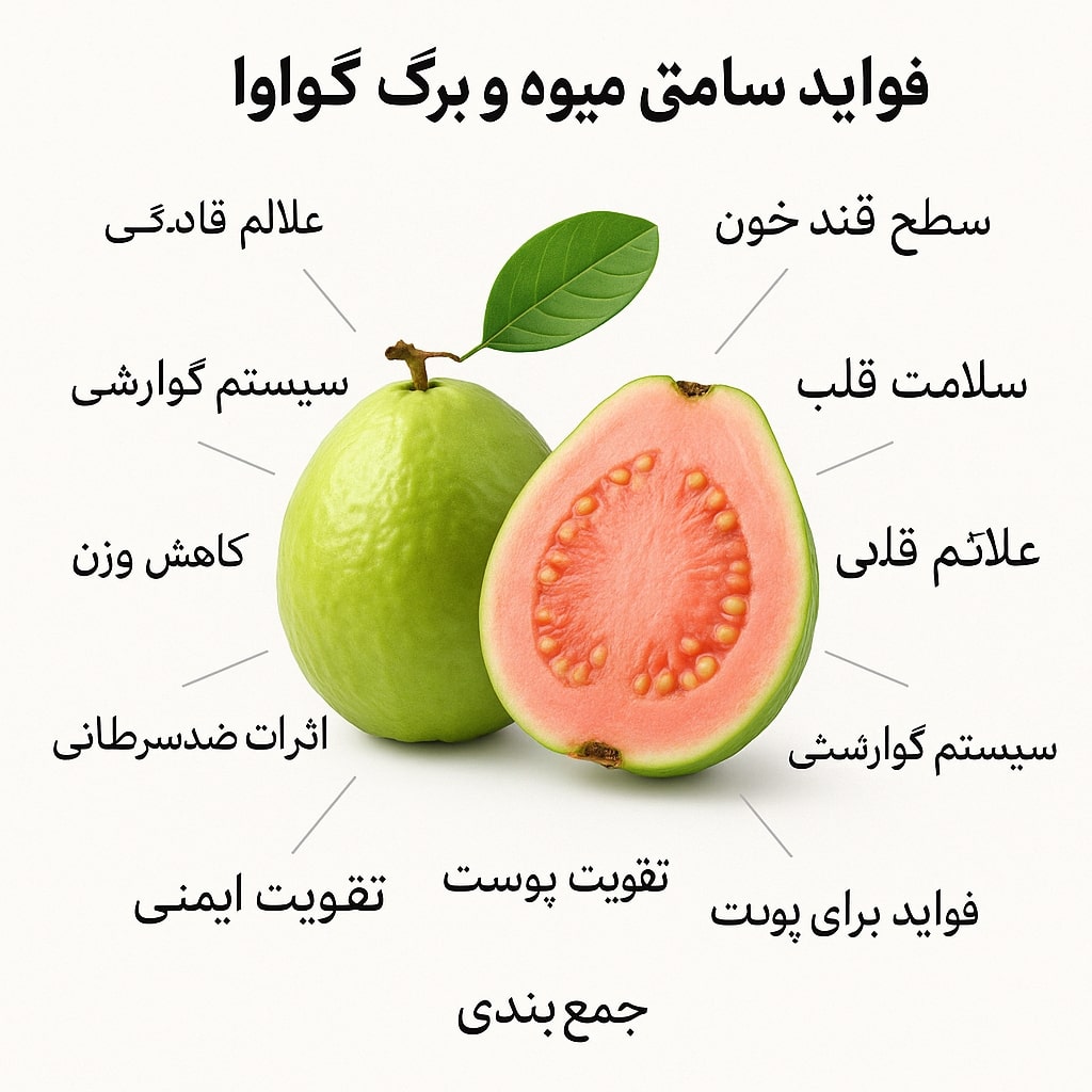 فروش نهال گواوا