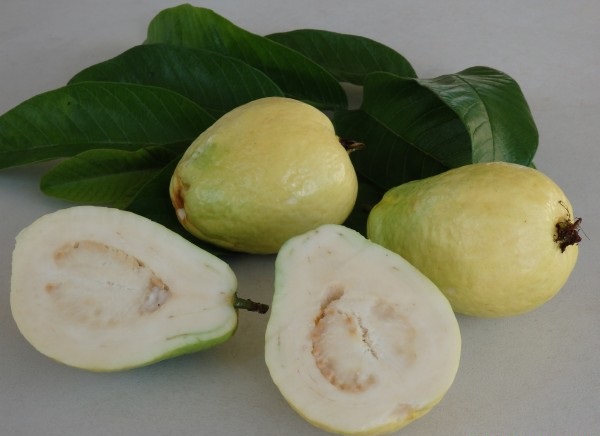 قیمت نهال گواوا