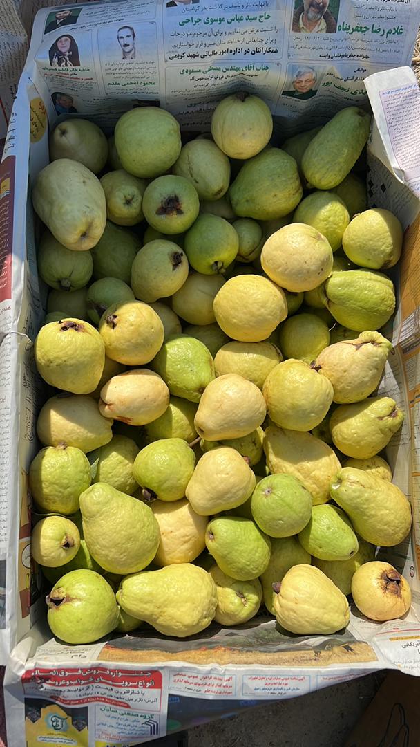 نهال گواوا قیمت