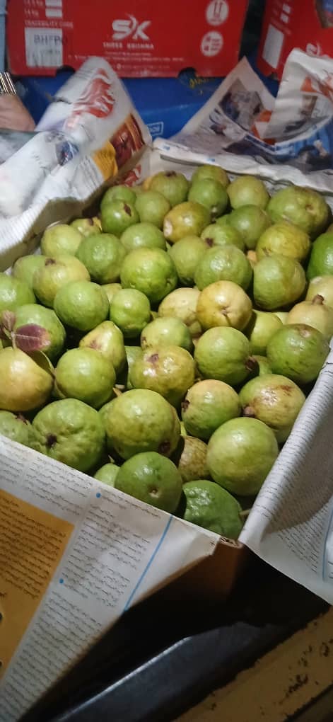 نهال گواوا خرید