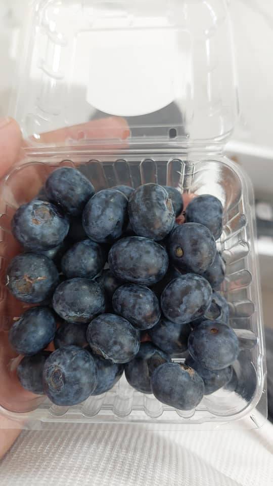 فروش عمده بلوبری