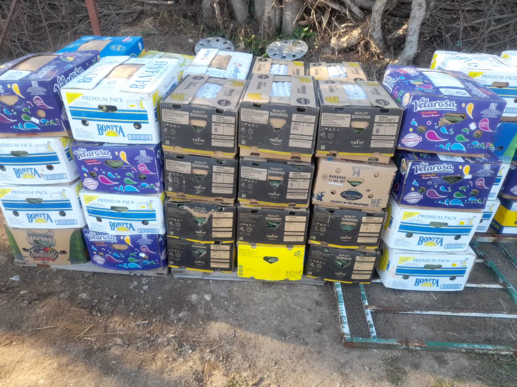 صادرات میوه کاکتوس