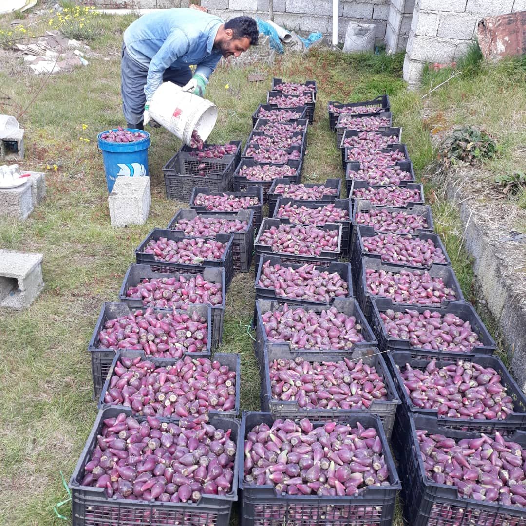 فروش عمده میوه کاکتوس