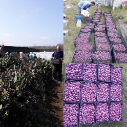 صادرات میوه کاکتوس