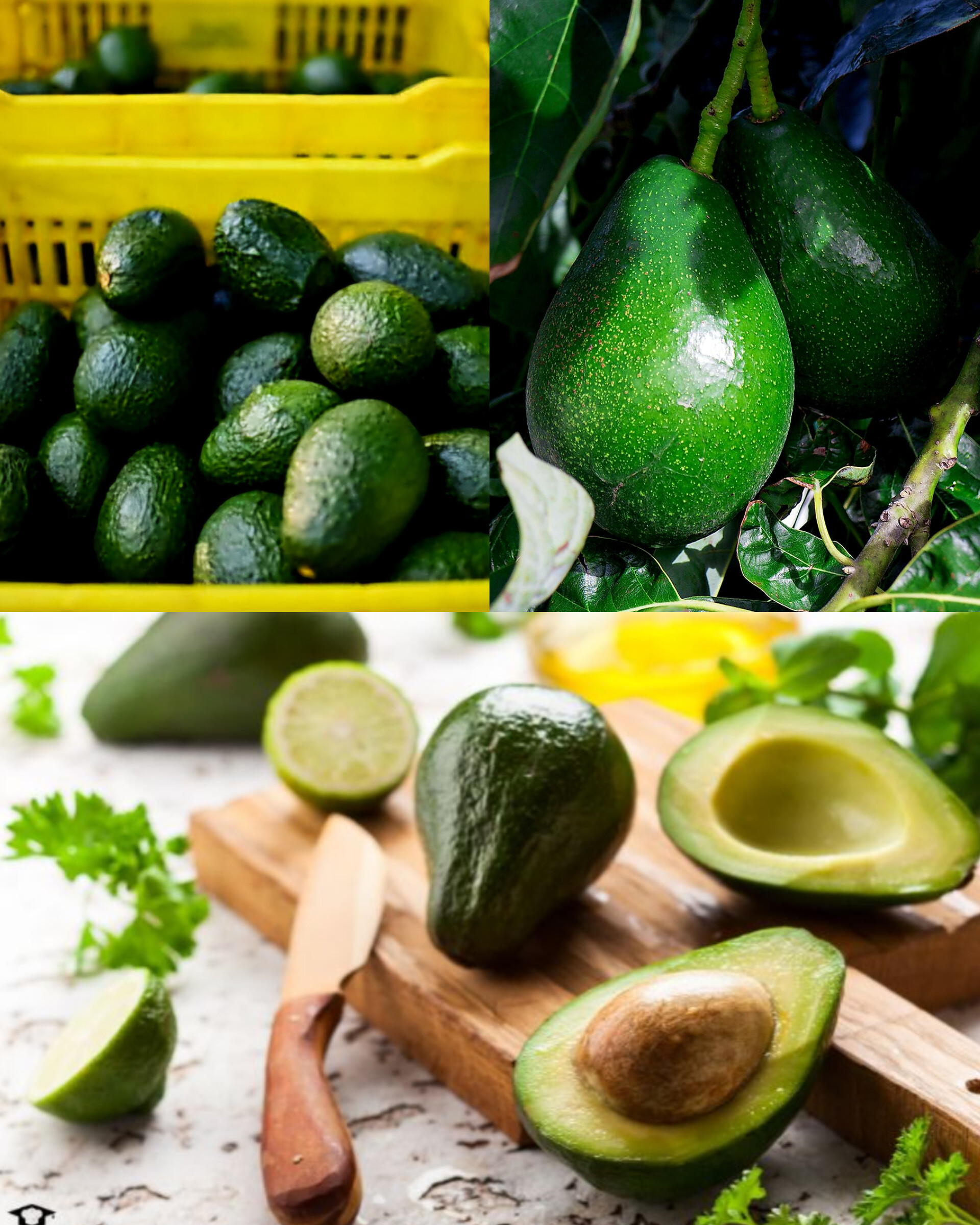 فروش عمده نهال آووکادو تیپ A و B