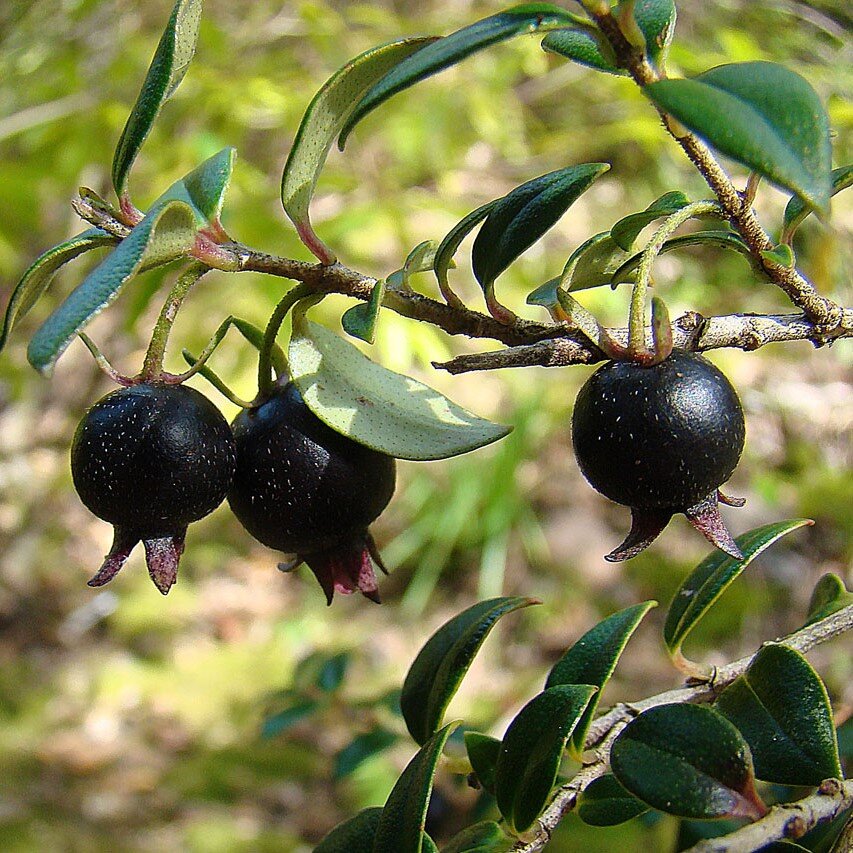 فروش نهال گواوا