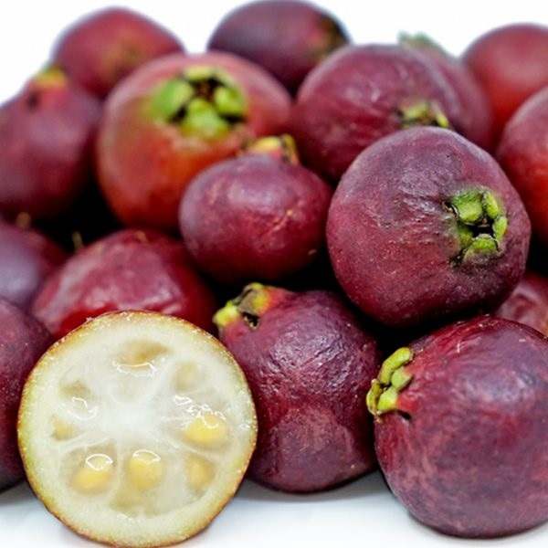 خرید نهال گواوا قرمز