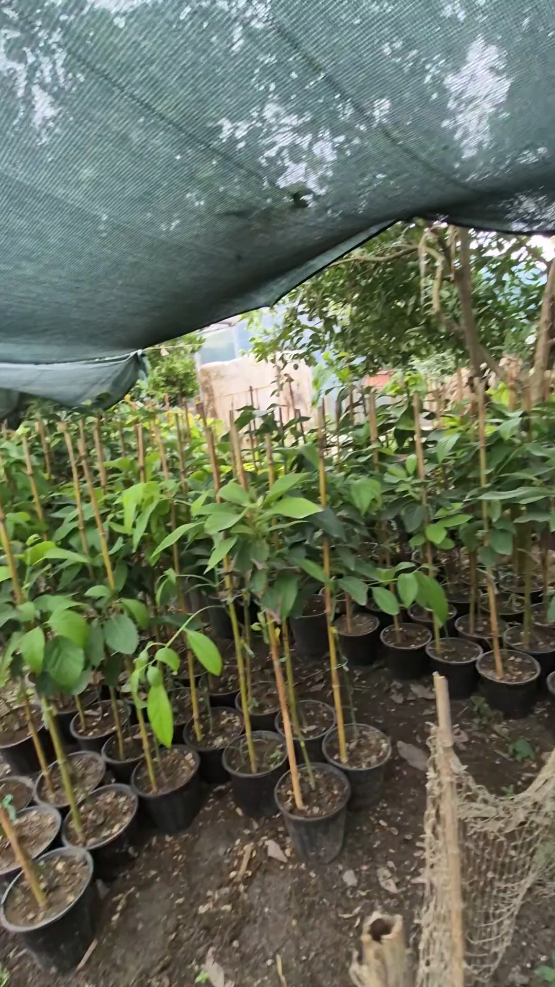 خرید عمده نهال آووکادو