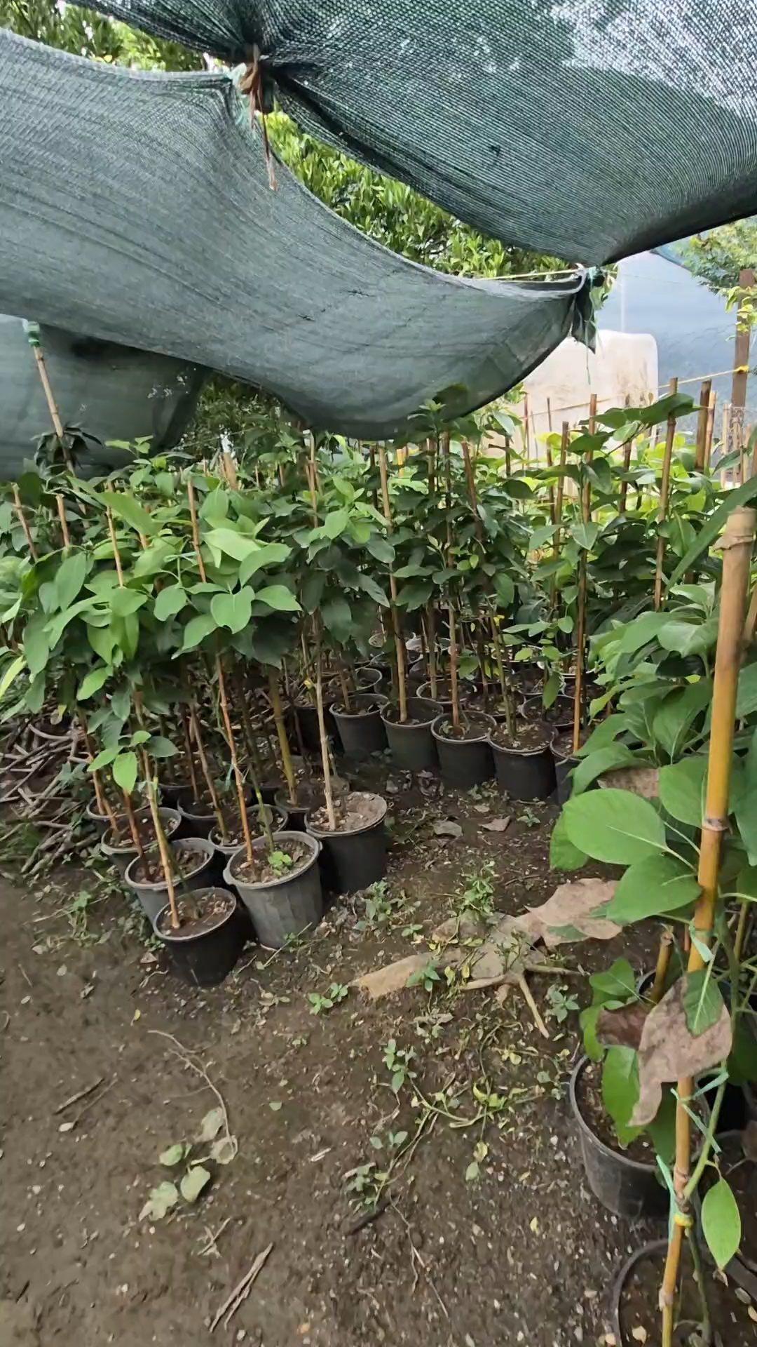 فروش اینترنتی نهال آووکادو پیوندی