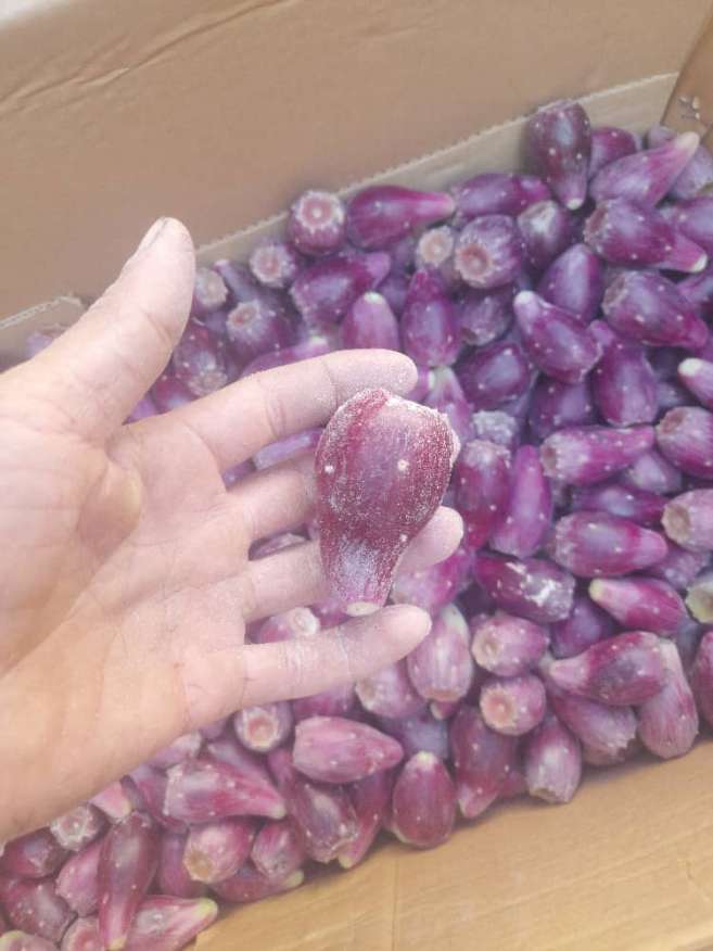 فروش اینترنتی میوه کاکتوس