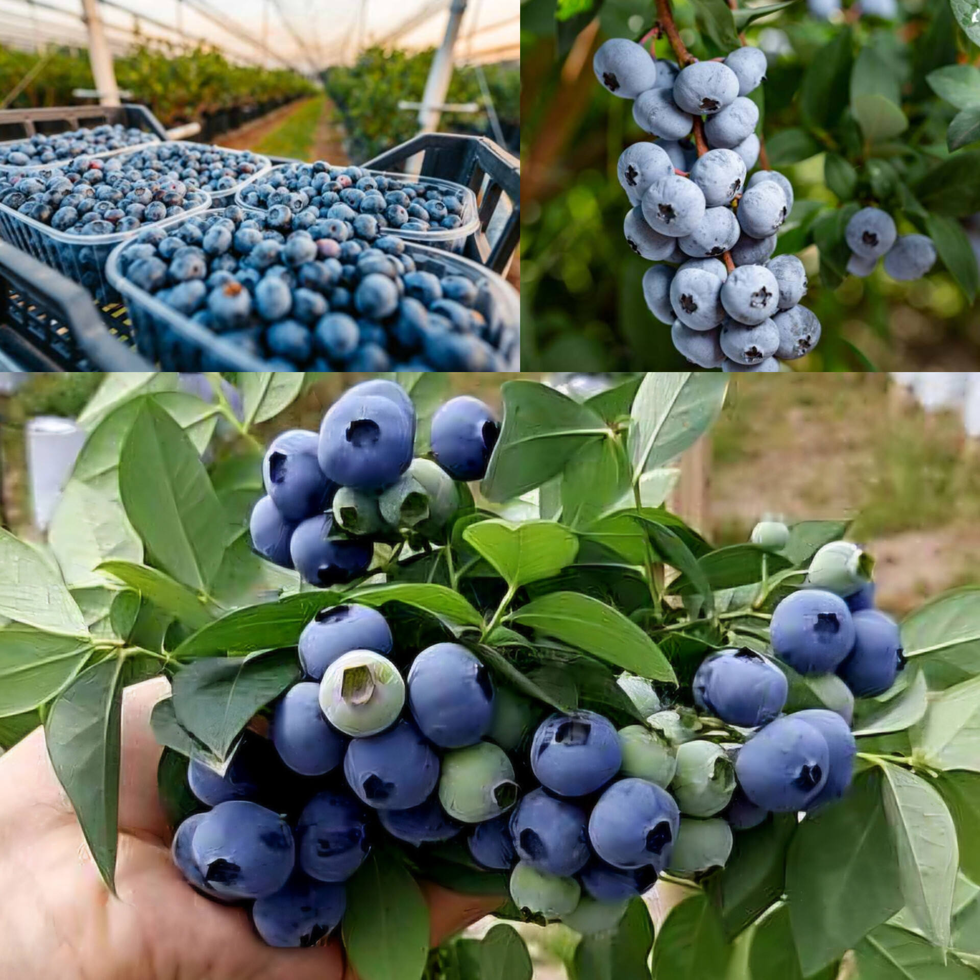 نهال بلوبری سه ساله میوه دار