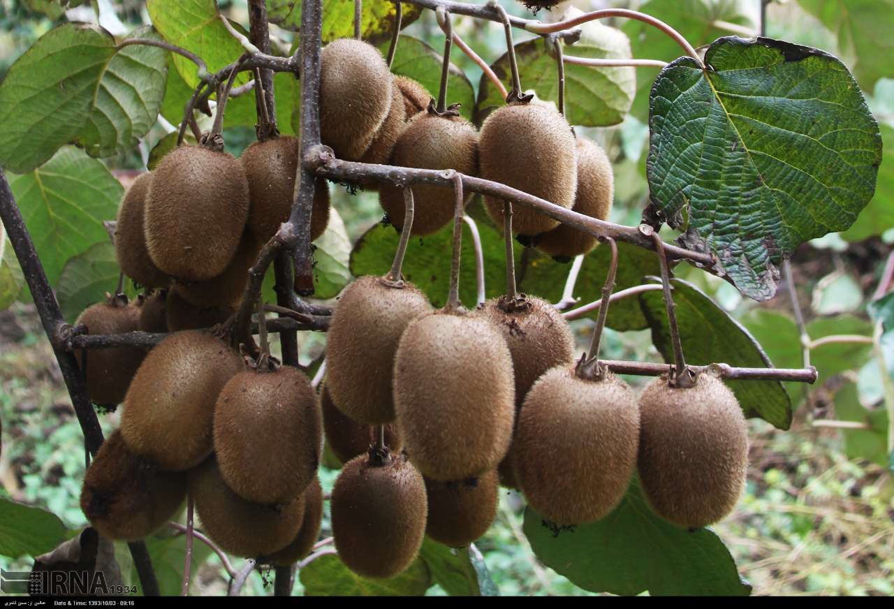 قیمت عمده کیوی توسرخ