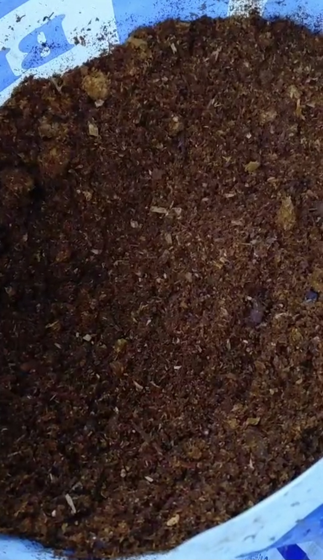 فروش عمده نهال بلوبری