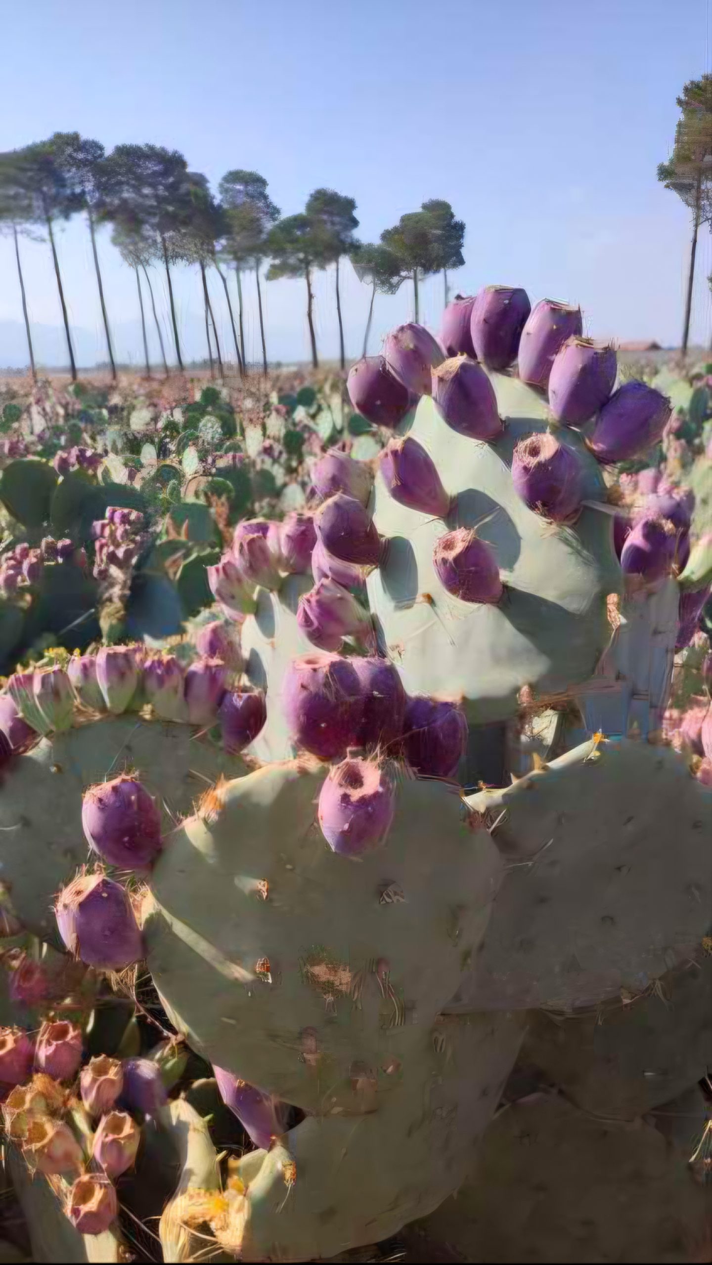 خرید نهال کاکتوس انگلمانی