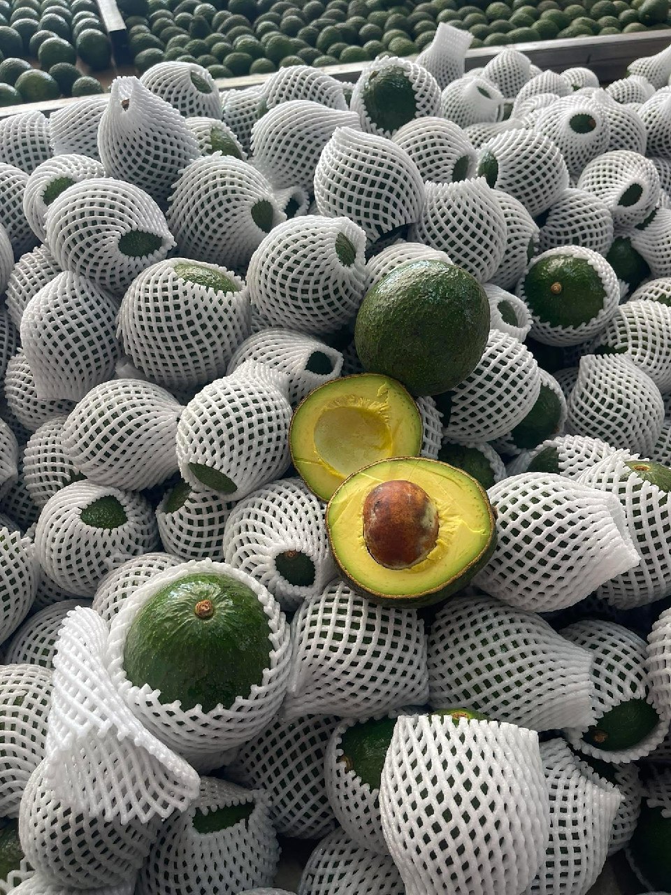خرید عمده آووکادو ایرانی