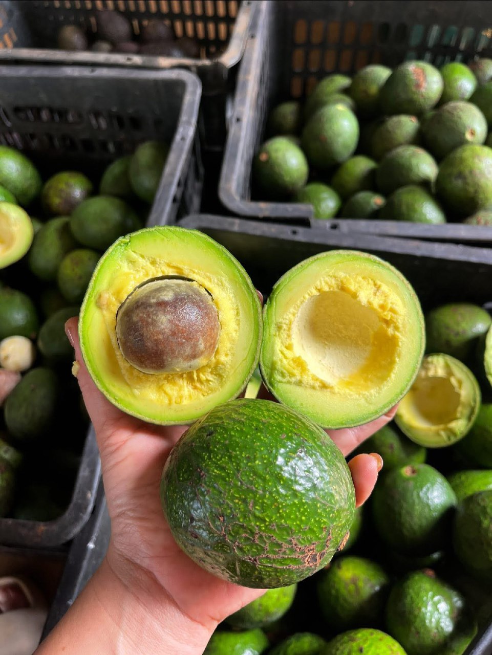 فروش عمده اووکادو ایرانی