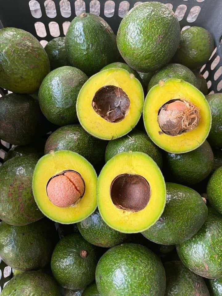 فروش آووکادو ایرانی