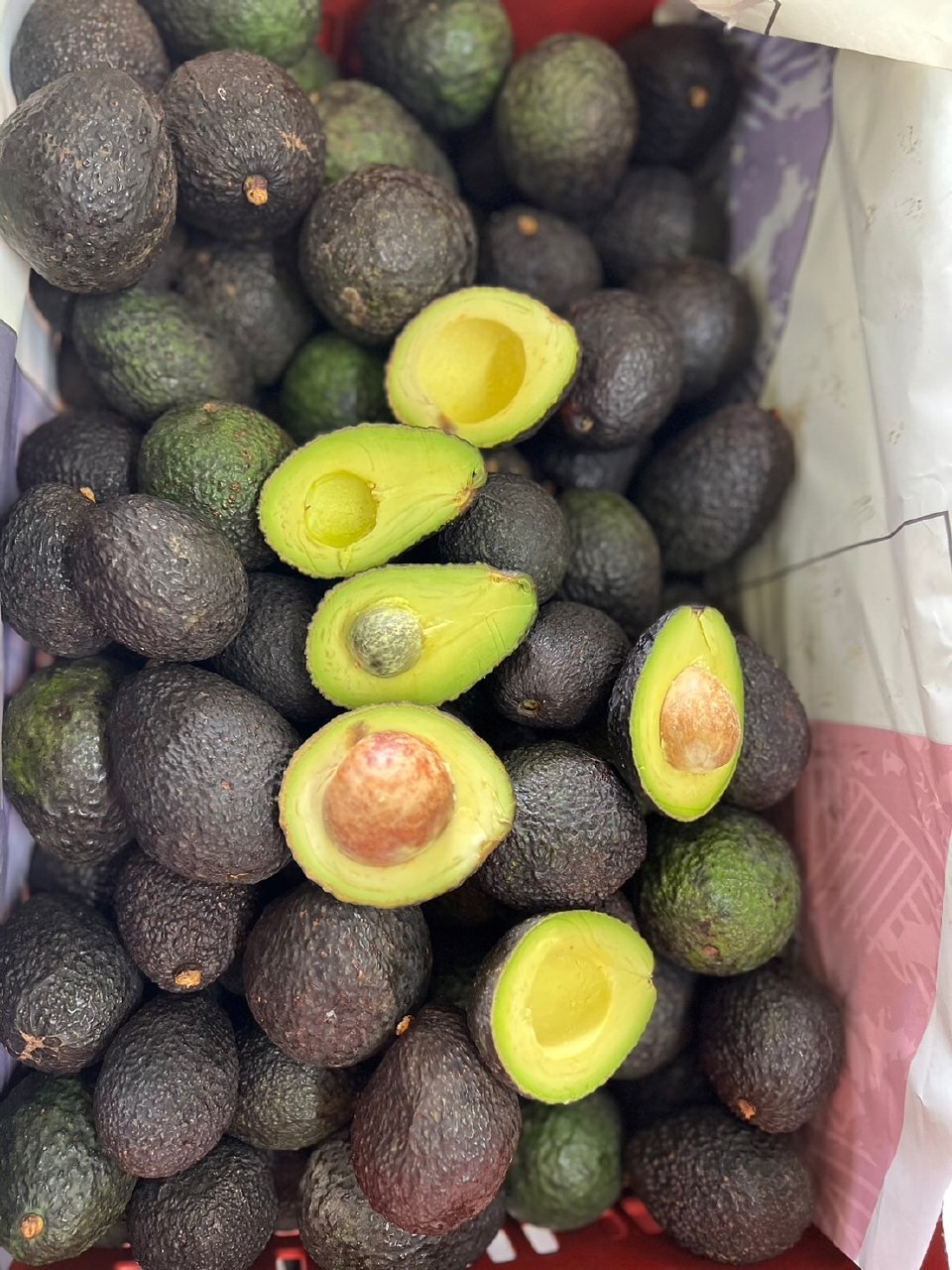 فروش عمده آووکادو ایرانی
