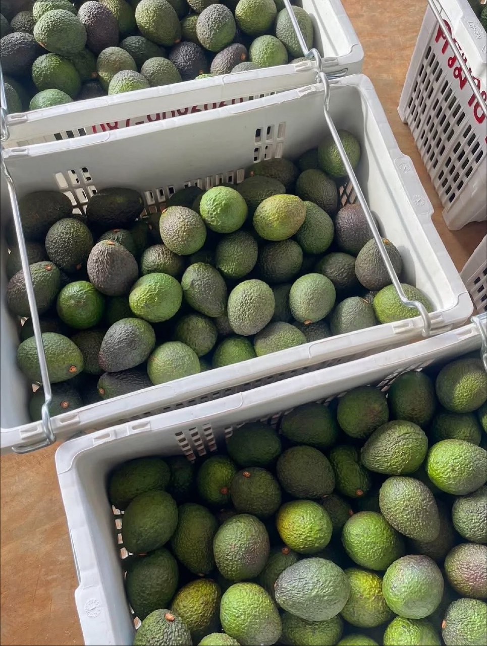 خرید آووکادو کیلویی
