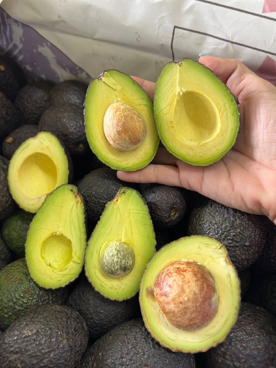 خرید عمده آووکادو