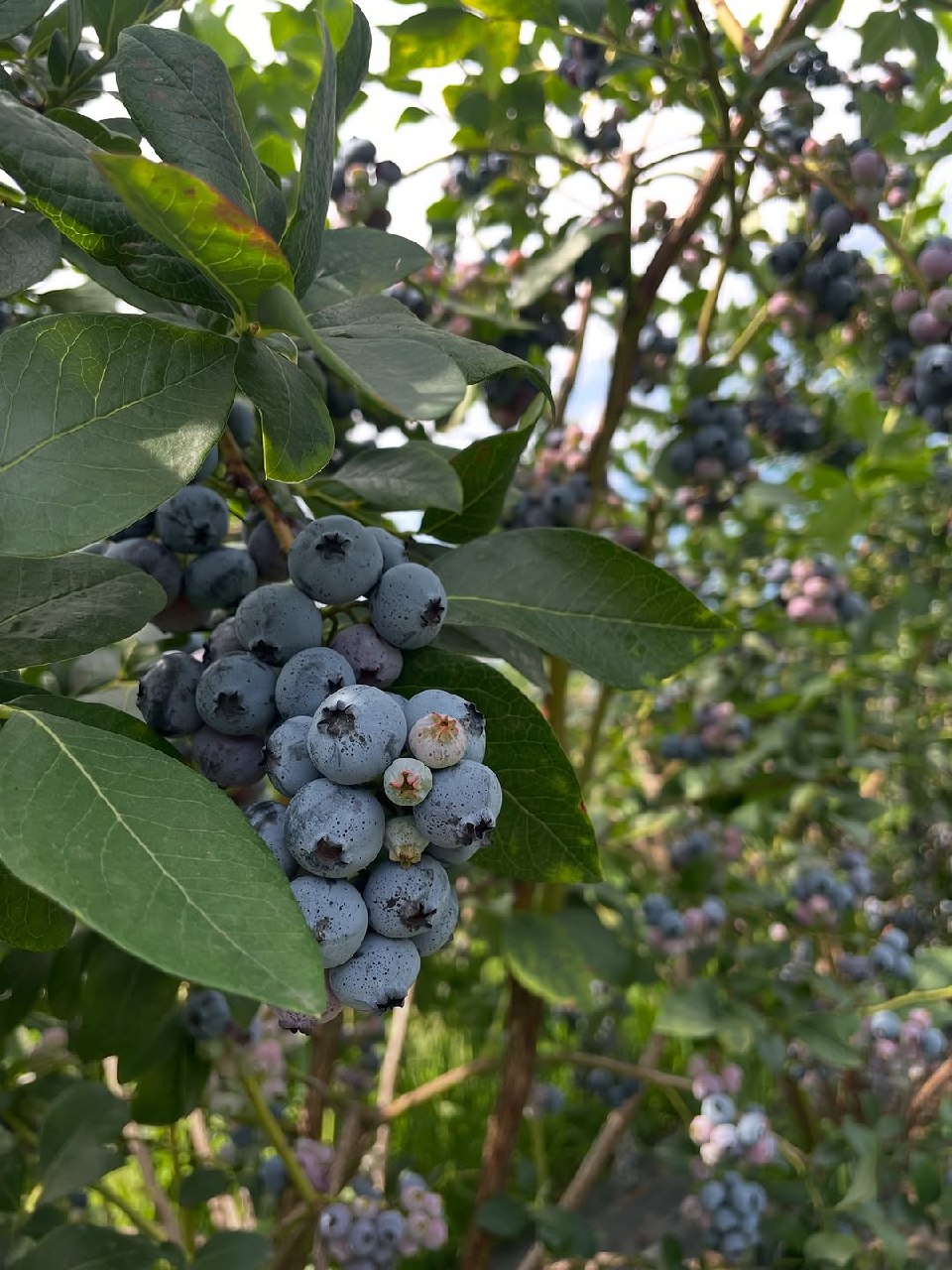 تولید بلوبری ایران