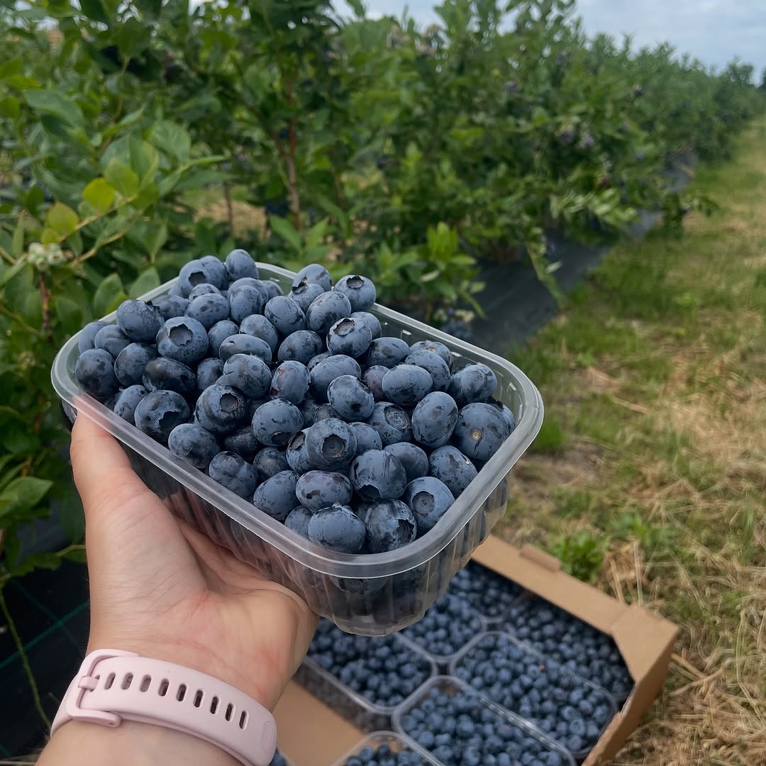 قیمت بلوبری تازه